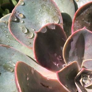 Meet your Posher, Mandy